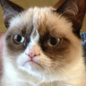 :meme-grumpy-cat:
